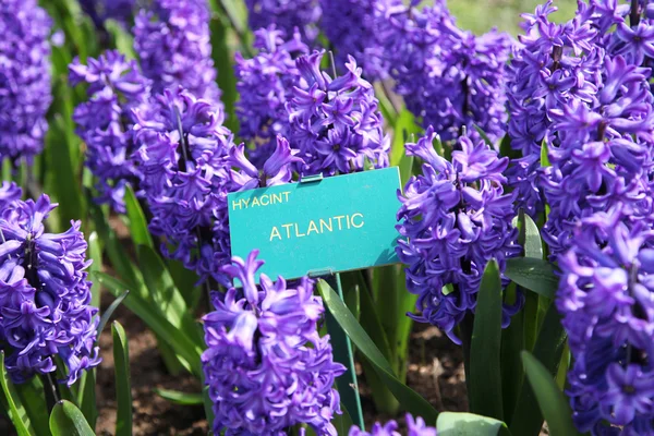 The nameplate Hyacinth Atlantic — Stock Photo, Image