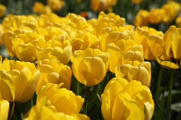 Lots of bright yellow tulips in the garden in the sun — Stock Photo, Image