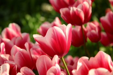 Güneşin flowerbed üzerinde parlak kırmızı lale