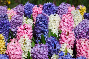 Çiftlikte flowerbed üzerinde büyüyen çok renkli çiçek sümbül
