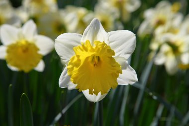 Açık havada güneş ışığı altında büyüyen Narciss