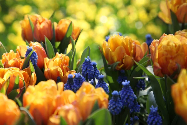 Colorful tulips on a flowerbed in the sun — Stock Photo, Image