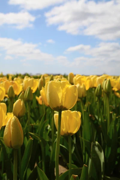 Lots of bright yellow tulips in the garden under the blue sky — Stock Photo, Image