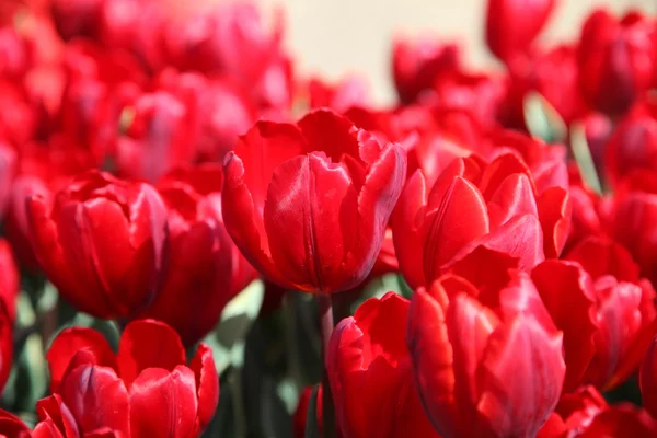 Ярко-красные тюльпаны в саду на солнце Лицензионные Стоковые Изображения