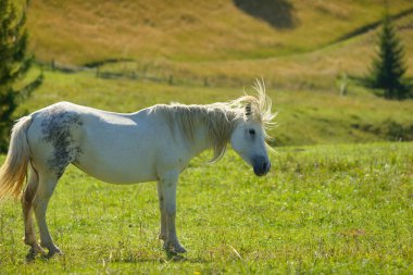 Atları Karpat Dağları'nda