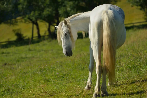 Konie w Karpatach — Zdjęcie stockowe