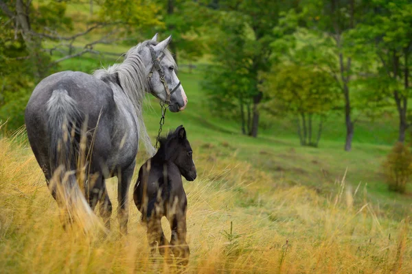 Paarden in de Karpaten — Stockfoto