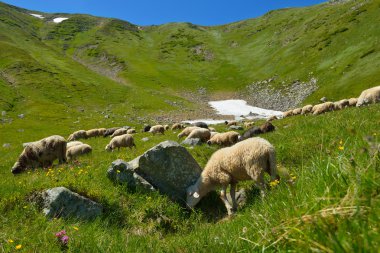 Karpat Dağları hayvanlarda