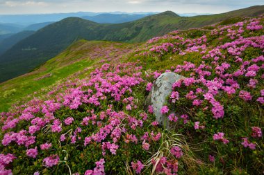 ormangülü Karpat Dağları'nda