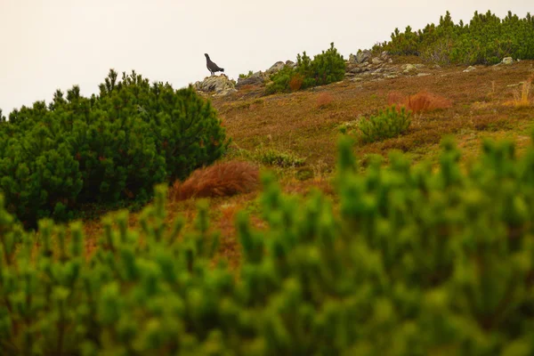 Aves en las Montañas Cárpatas —  Fotos de Stock