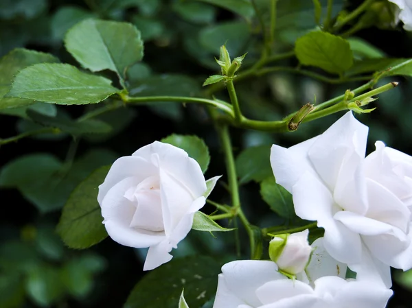 Piękno białych róż — Zdjęcie stockowe