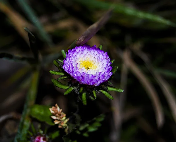 Naturaleza flor lila — Foto de Stock