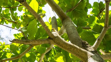 Güzellik ağaç yeşil