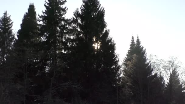 Bonne vue sur les arbres d'hiver — Video