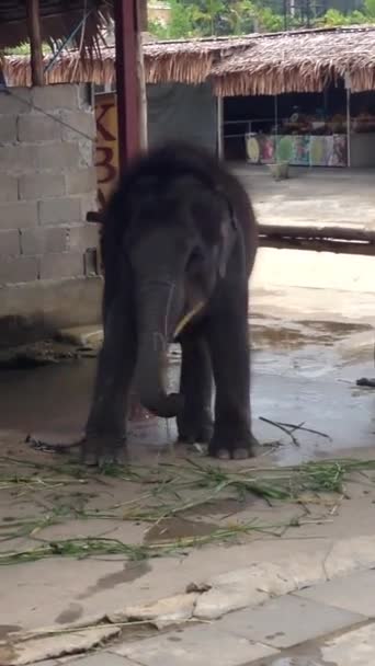 Funny small elephant — Stock Video