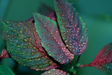 yeşil ya da kırmızı lief