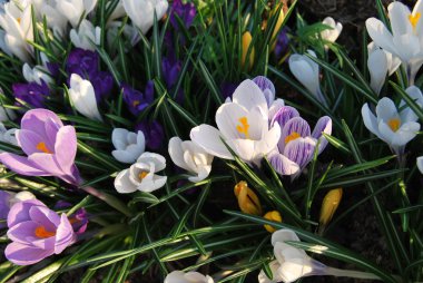 güzel beyaz kardelen