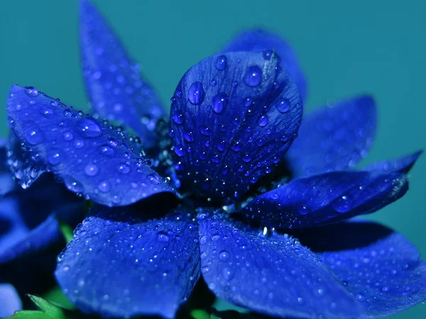 Tajemnica piękna kwiat — Zdjęcie stockowe