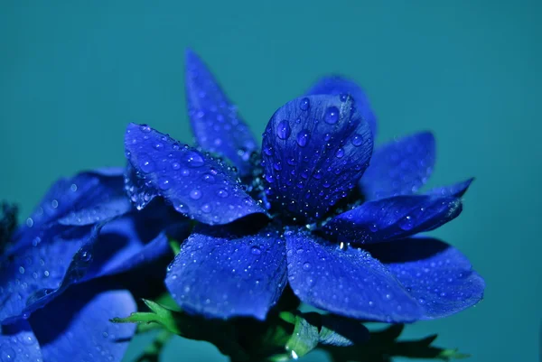 Όμορφο μπλε λουλούδι — Φωτογραφία Αρχείου
