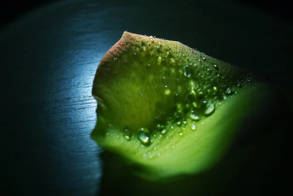 Красиві зелений lief — стокове фото