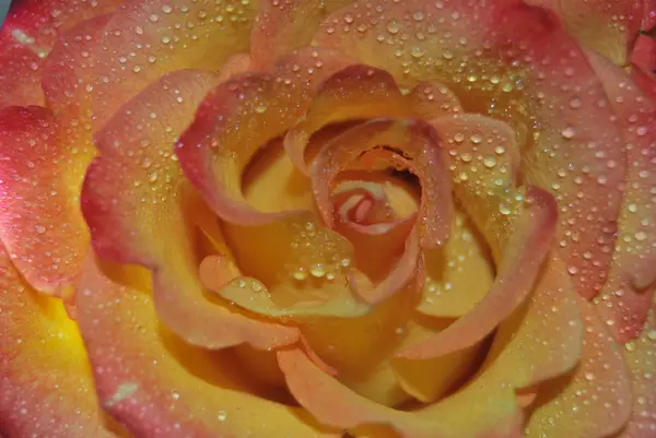 Różową lub białą różę — Zdjęcie stockowe