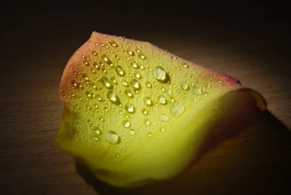 Lief rosa e acqua — Foto Stock