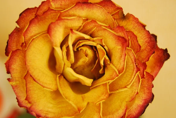 Beautiful orange rose — Stock Photo, Image