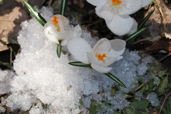 Beautiful white snowdrops — Stock Photo, Image