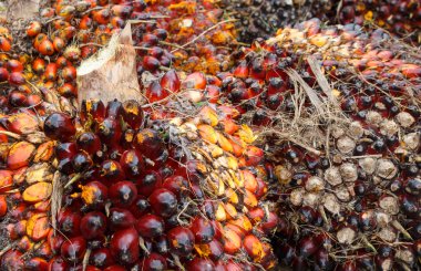 palmiye yağlı tohum