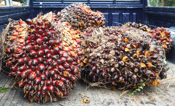 palmiye yağlı tohum