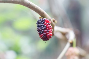 Dut ağacın yumuşak yaprağı ile bulanıklık.
