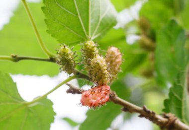 Dut ağacın yumuşak yaprağı ile bulanıklık.