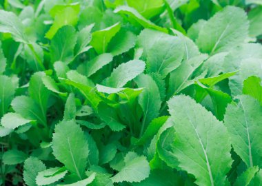 arka plan için çerçevedeki yeşil salata