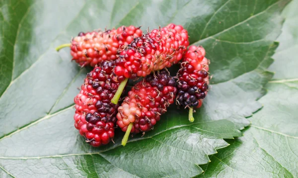 Mulberry with leaf soft blur. — Stock Photo, Image