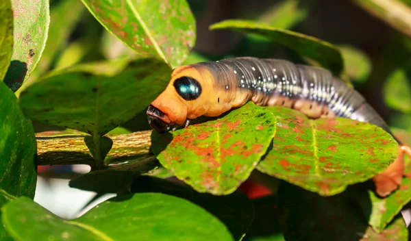 Butterfly worm on leave green. — Stock Photo, Image