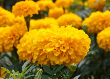 Kadife çiçeği çiçek tasarımı için.