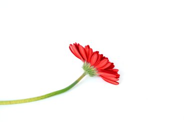 Gerbera çiçekleri beyaz arkaplanda.