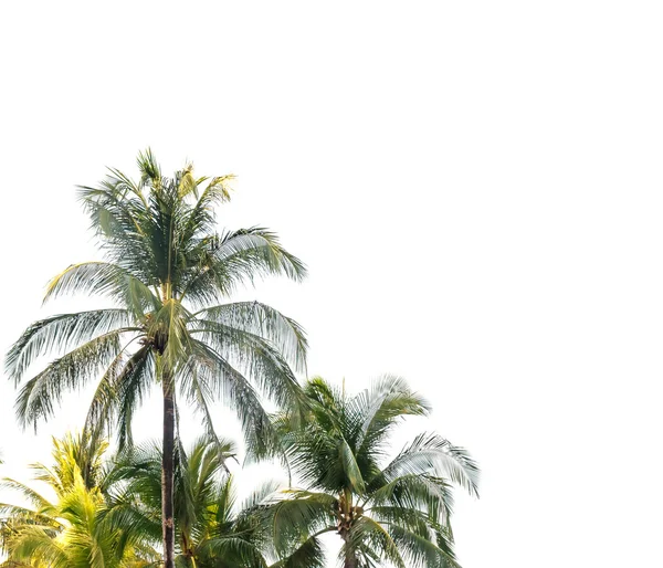 Palmeiras de coco isoladas sobre fundo branco — Fotografia de Stock