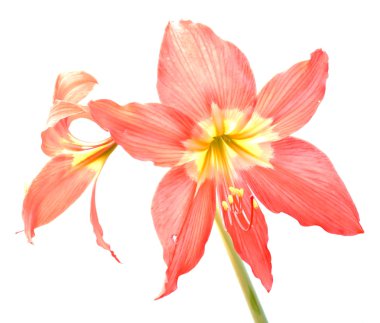 Beyaz arka plan üzerinde Hippeastrum Amaryllis kırmızı çiçekler