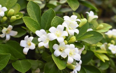 Turuncu Yasemin Çiçek bahçesinde.