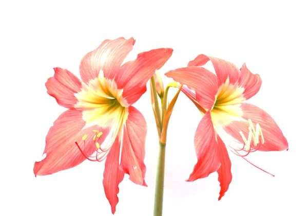 Hippeastrum amaryllis rote Blüten auf weißem Hintergrund — Stockfoto