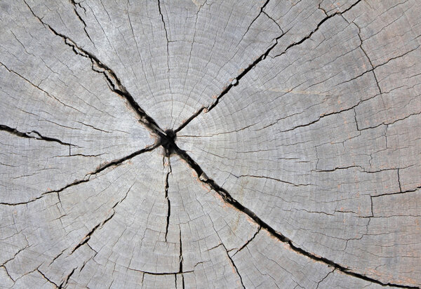 dry stump tree rings