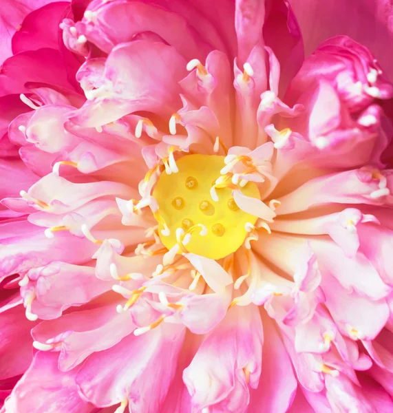 Lotus petals, Lotus,Pods of Lotus Stock Image