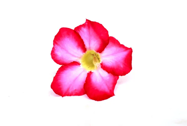 Desert rose, Mock Azalea, Pinkbignonia or Impala lily (Adenium obesum) tropical flowers. isolate soft blur. — Stock Photo, Image