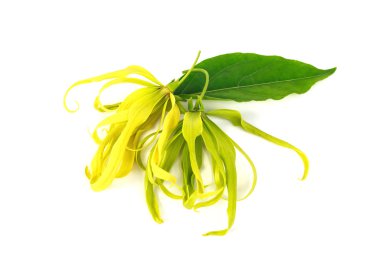Perfume Tree (Ylang-Ylang Flower) clipart