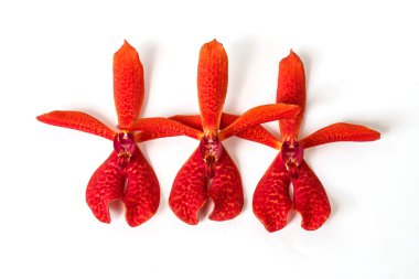 Beyaz bir arka plan üzerinde izole üç kırmızı orkide.