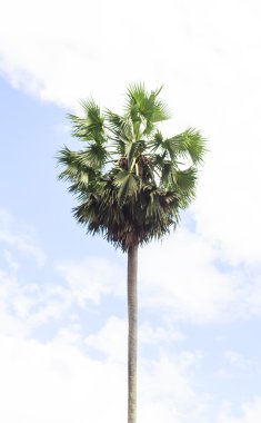 Şeker avuç içi (borassus flabellifer) Asya Palmyra palm, Toddy palm, şeker palm veya gökyüzü arka plan Rahibe, Tayland, Kamboçya Palm'da