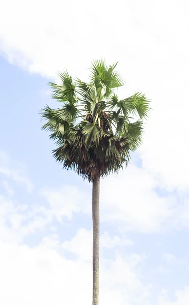 Palmeras asiáticas (borassus flabellifer) Palmera asiática, palmera Toddy, palmera azucarera o palmera camboyana, sobre fondo celeste en Nun, Tailandia — Foto de Stock