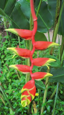 güzel kırmızı Heliconia çiçek, tropikal çiçek