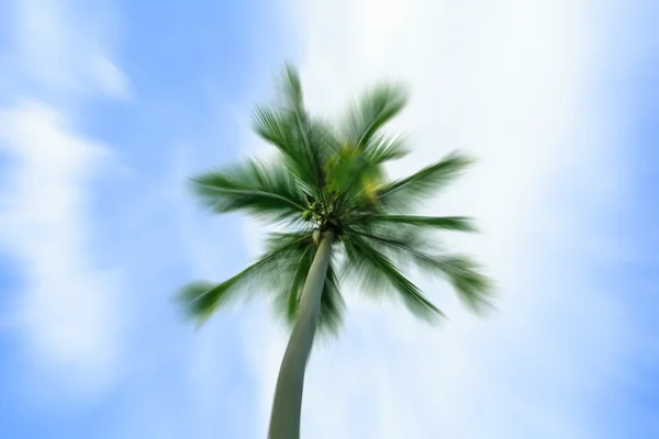 Coqueiro no céu — Fotografia de Stock